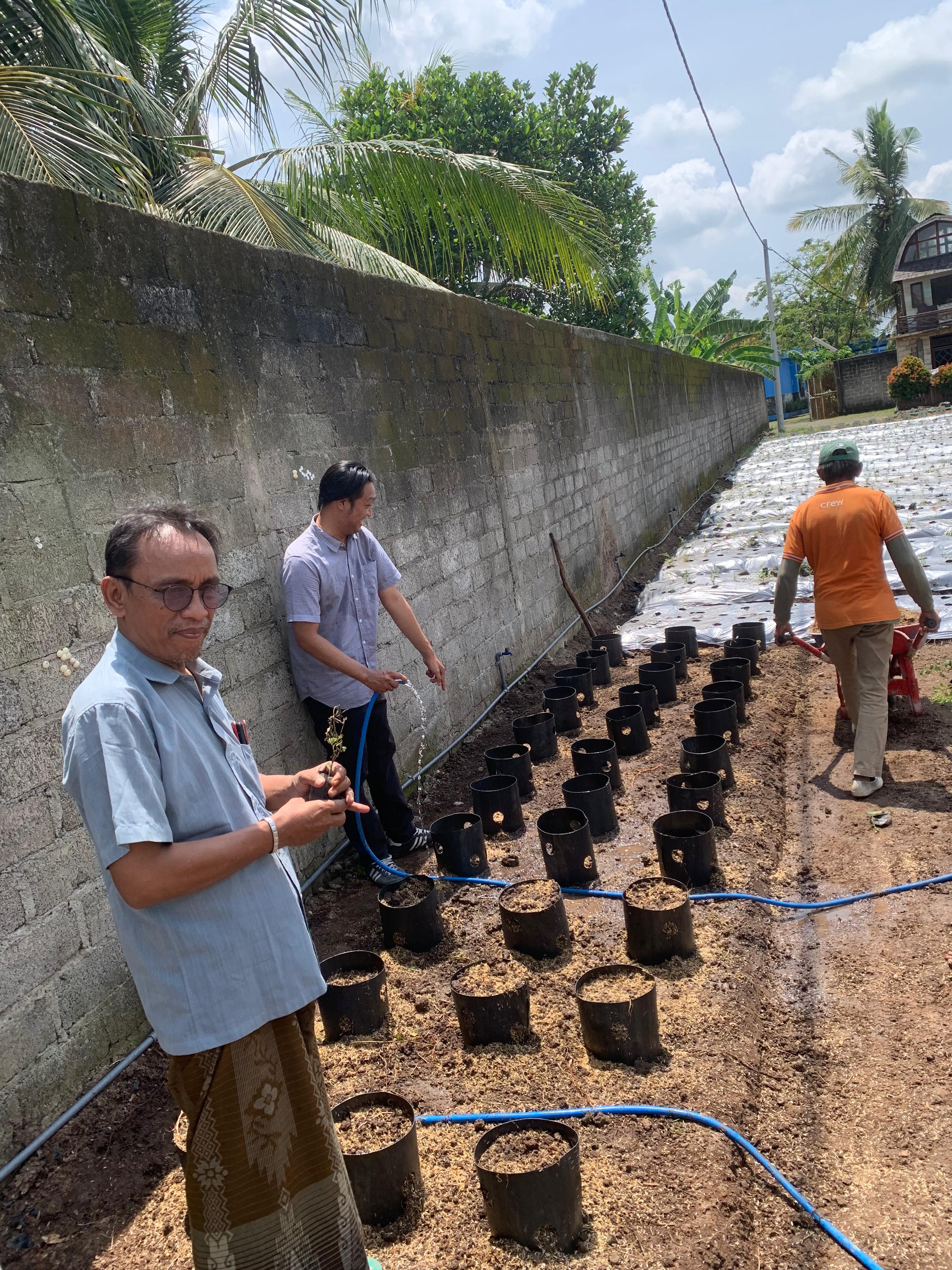 Penanaman Stevia di Politeknik Mitra Global: Inovasi Pertanian Sehat dan Bernilai Ekonomi